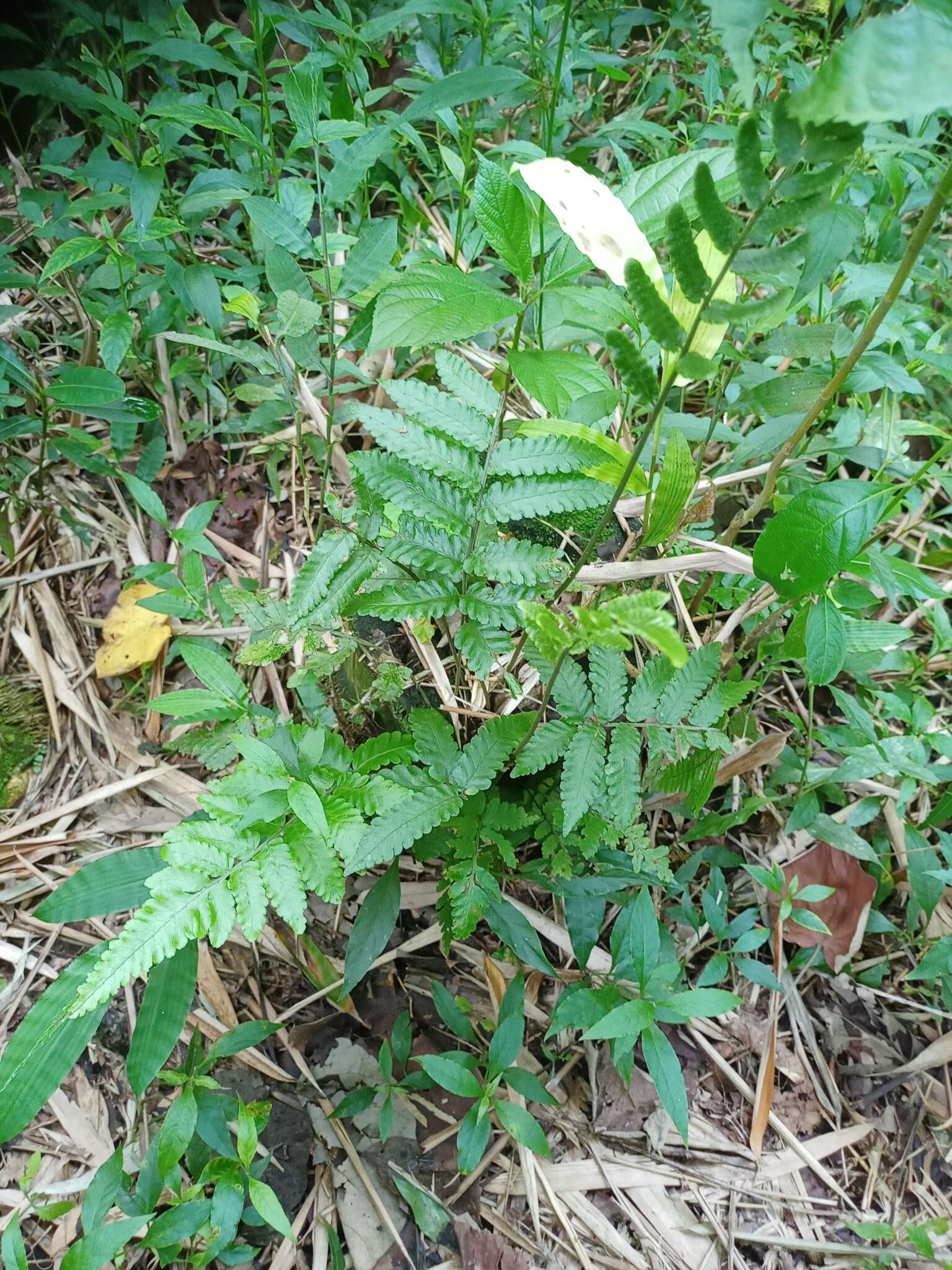 Plancia ëd Bolbitis repanda (Bl.) Schott