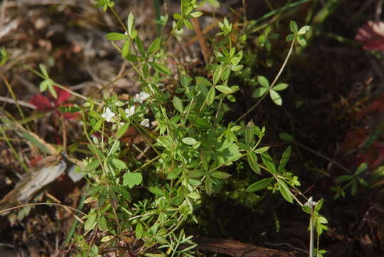 Image of Fen Bedstraw