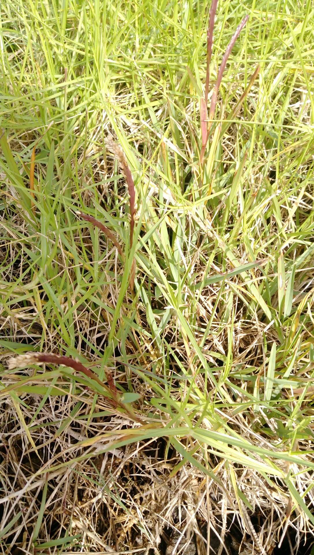 Image of St. Augustine grass