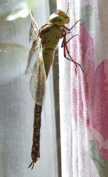 Image of Green Hawker