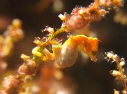 Image of Pontoh`s Pygmy Seahorse