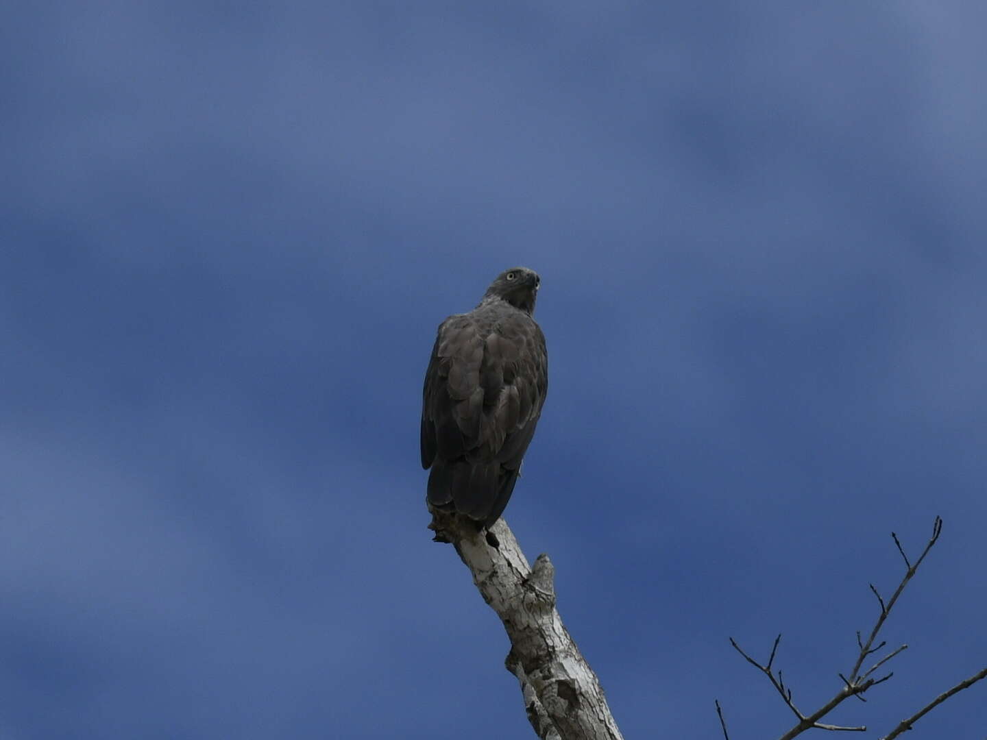 Imagem de Haliaeetus humilis (Müller, S & Schlegel 1841)