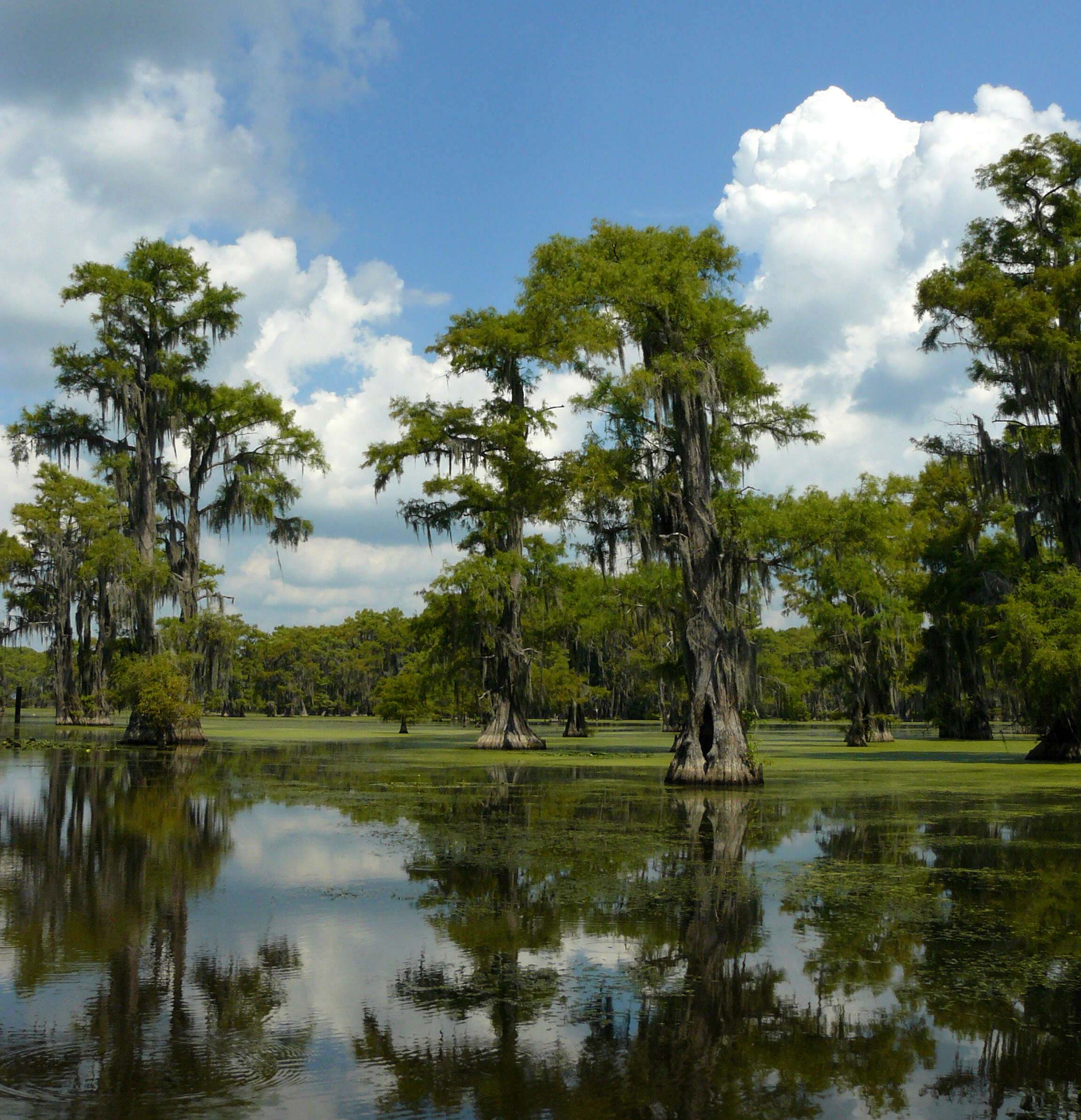 Image of Bald Cypress