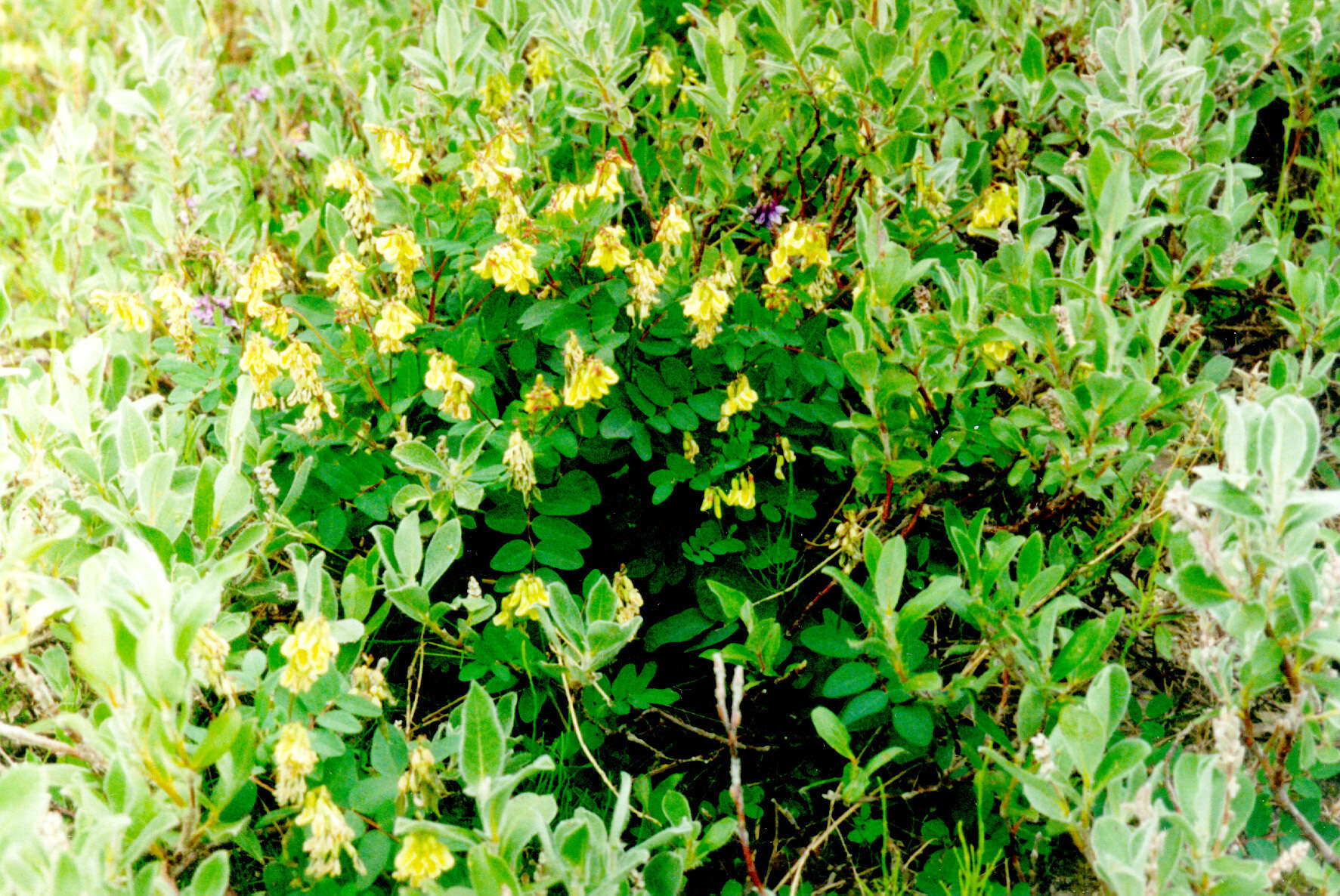 Imagem de Astragalus frigidus (L.) A. Gray