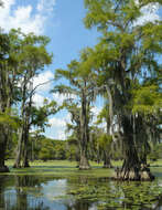 Image of Bald Cypress