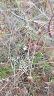 Image of butte desertparsley