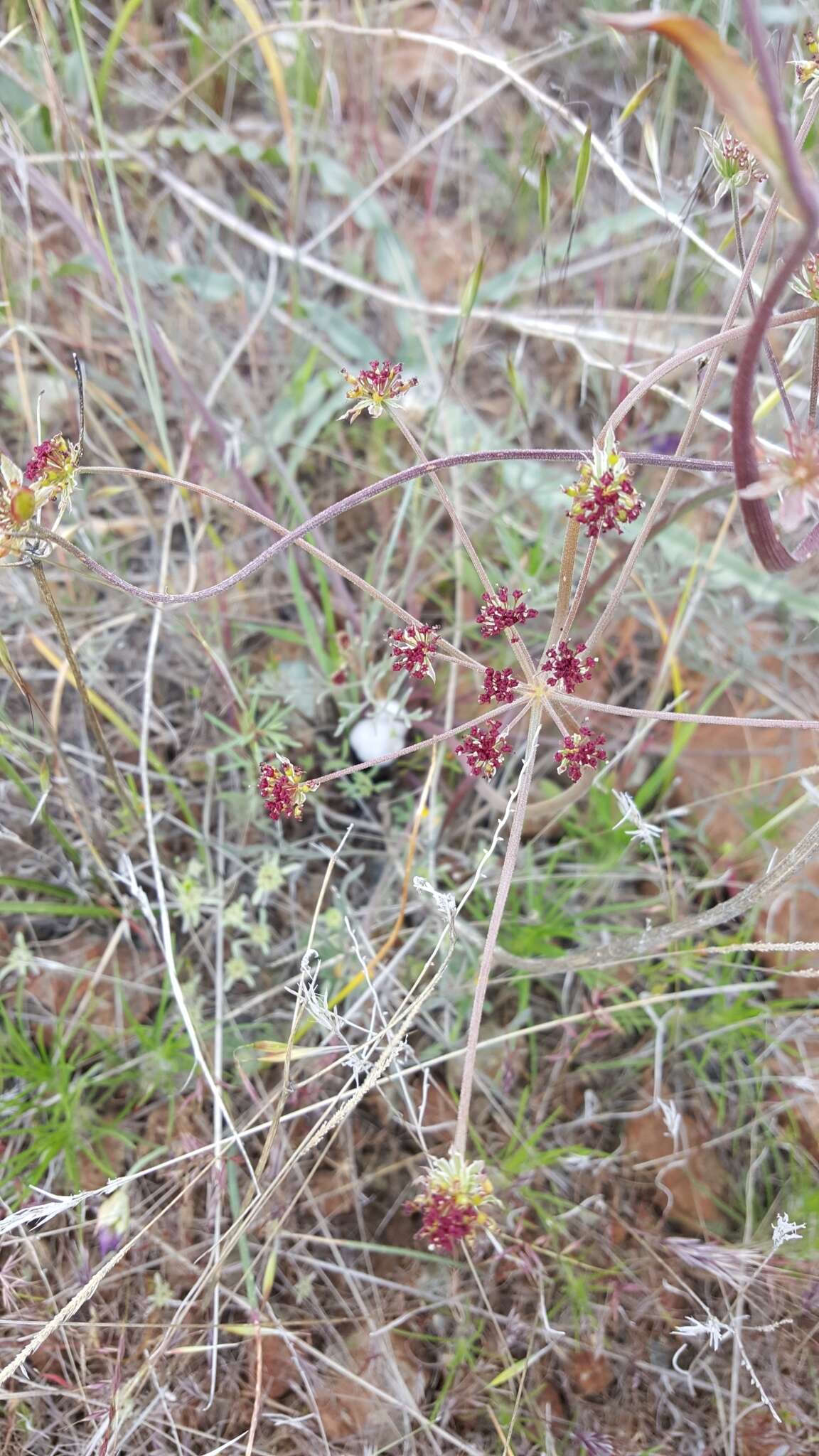 Image of butte desertparsley