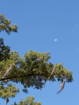 Image of Bald Cypress