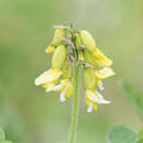 Image of tundra milkvetch