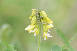 Image of tundra milkvetch