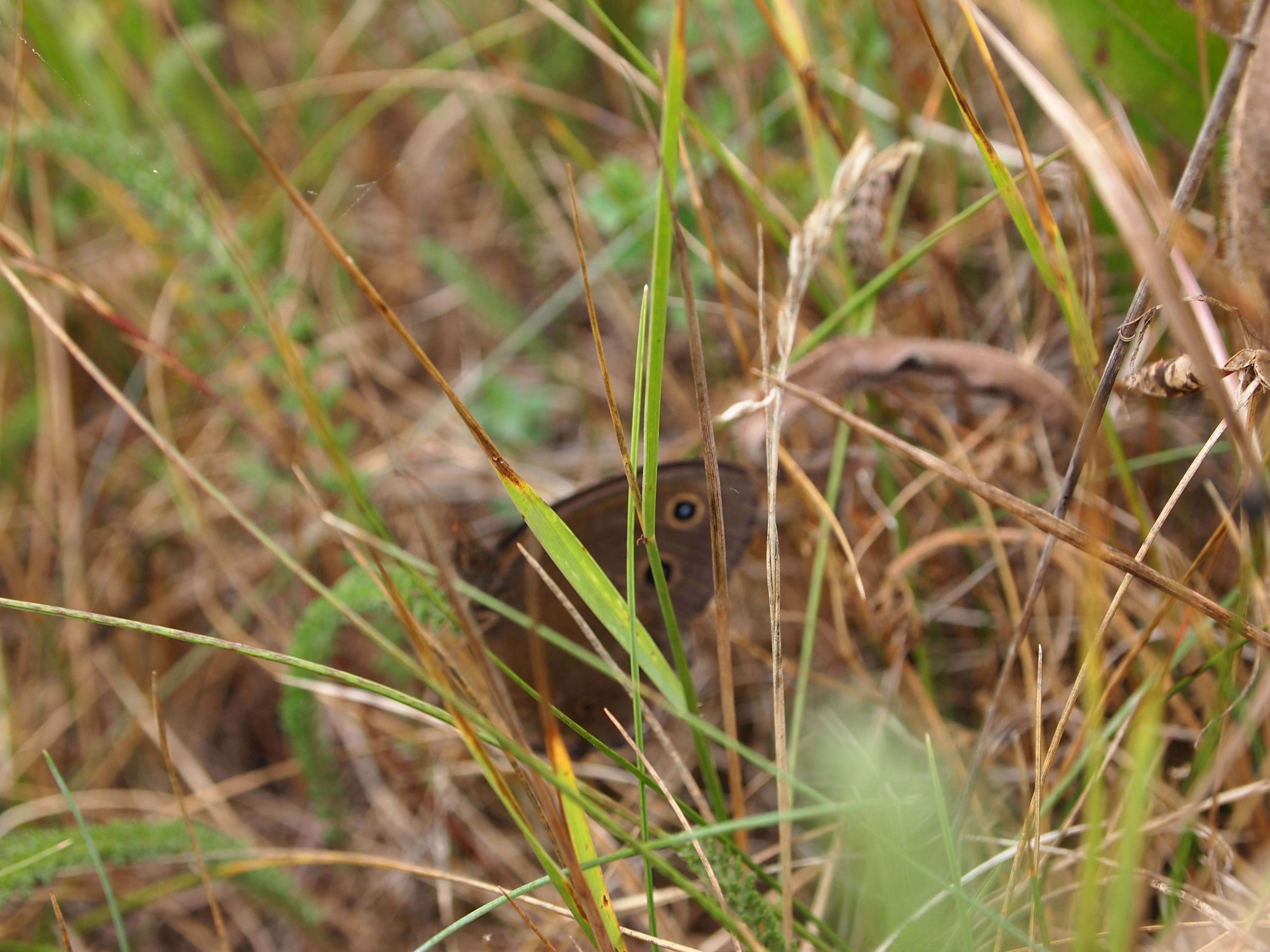 Image of Minois dryas