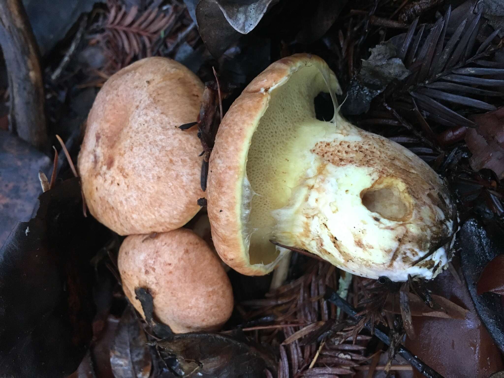 Image of Suillus caerulescens A. H. Sm. & Thiers 1964