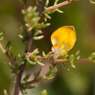 Image of Aspalathus biflora subsp. biflora