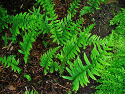 Image of common polypody