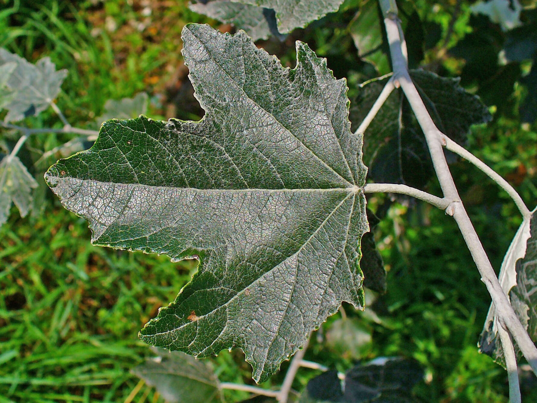 Image of White Poplar