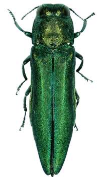 Image of Emerald ash borer