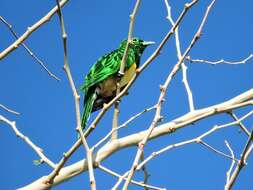 Image of African Emerald Cuckoo