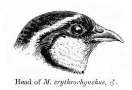 Imagem de Perdicula erythrorhyncha (Sykes 1832)