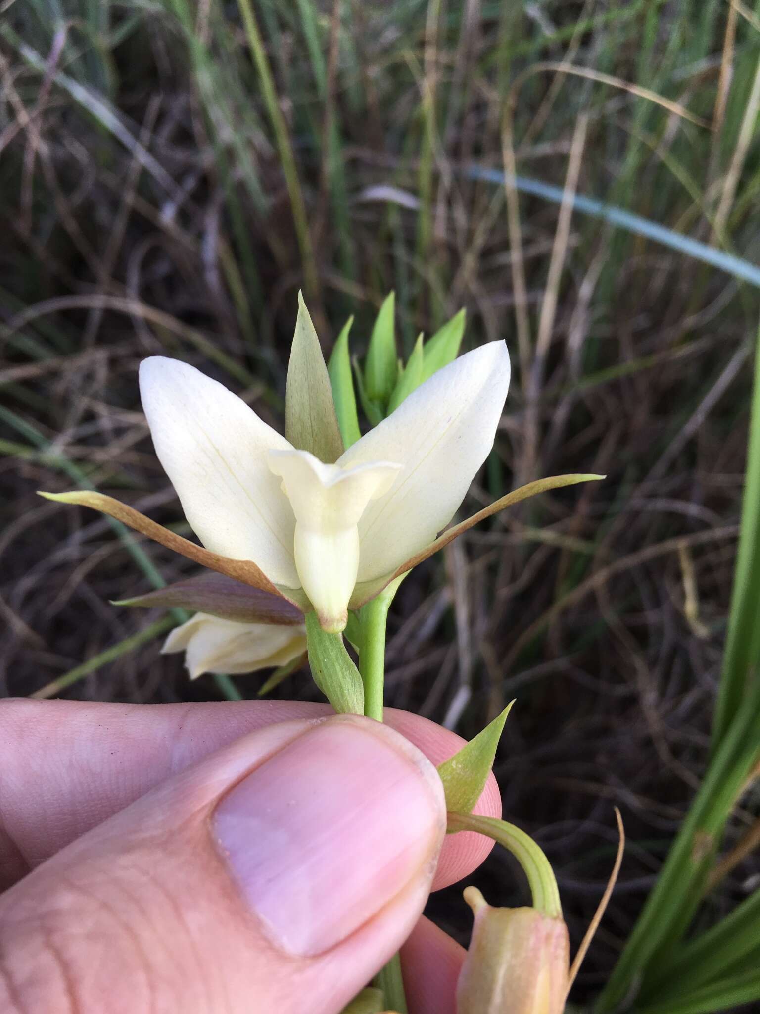 Sivun Eulophia ovalis var. bainesii (Rolfe) P. J. Cribb & la Croix kuva