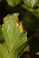 Image of Puccinia smyrnii Biv. 1816