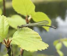 Plancia ëd Coenagrion johanssoni (Wallengren 1894)