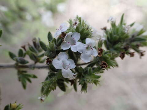 Image of Micromeria hyssopifolia Webb & Berthel.