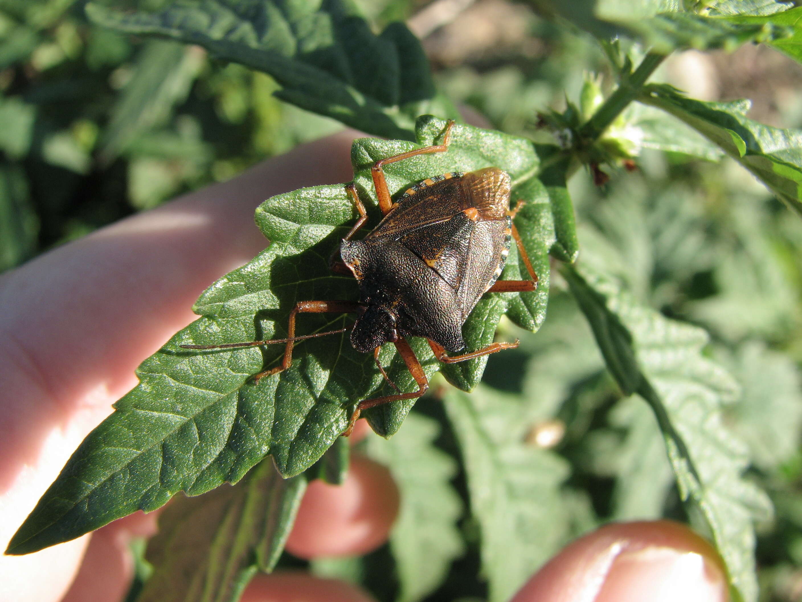 Image of Pentatoma rufipes