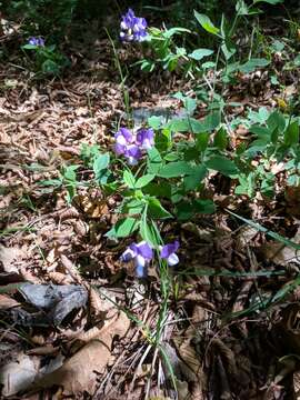 Lathyrus laxiflorus (Desf.) Kuntze的圖片