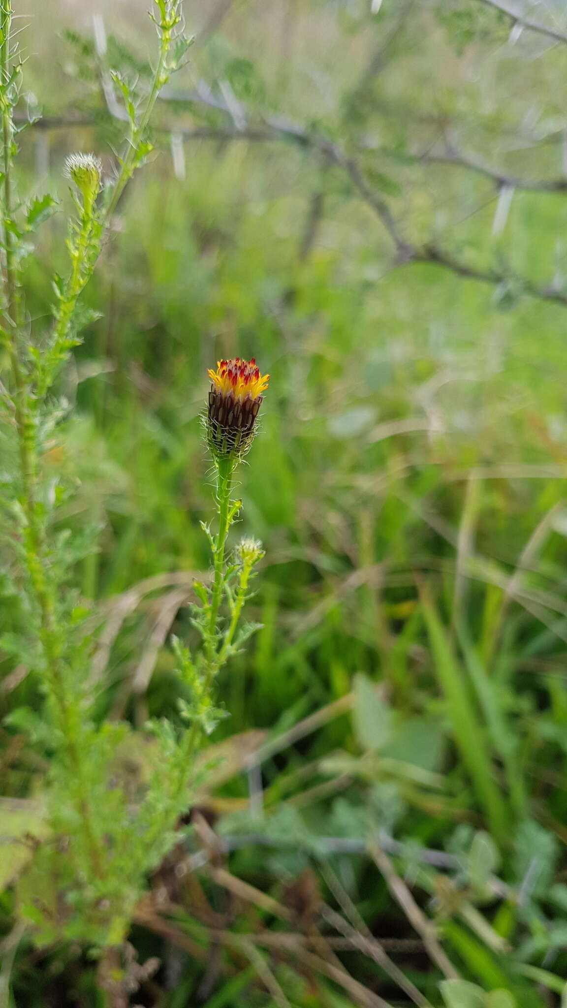 Image of <i>Adenophyllum <i>porophyllum</i></i> var. porophyllum