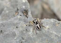 Image of Habronattus virgulatus Griswold 1987