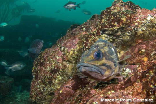 Image of Blackbelly rosefish