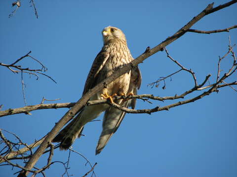 Image of kestrel, common kestrel