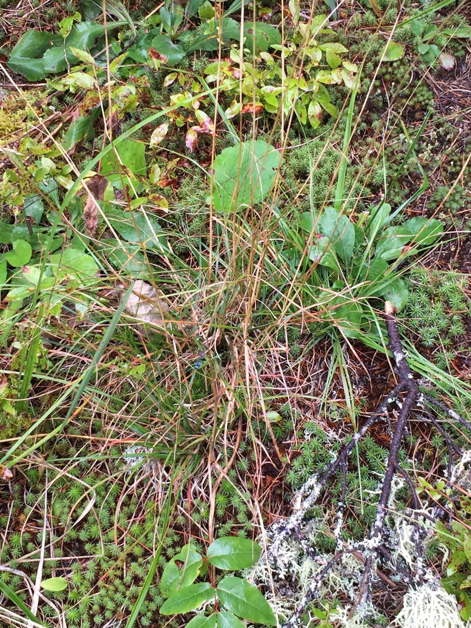 Image of poverty oatgrass