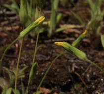 Plancia ëd Agoseris heterophylla (Nutt.) Greene