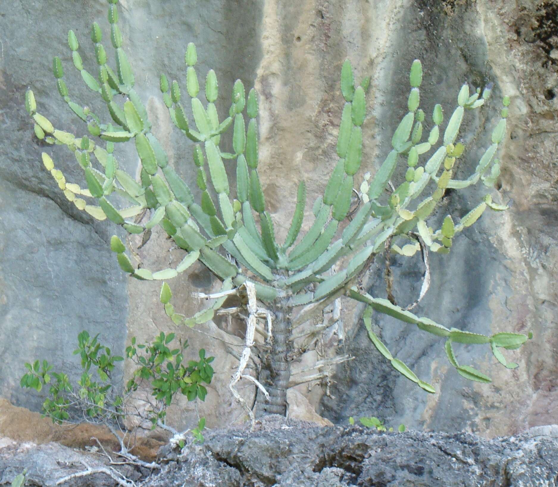 Image of Euphorbia antiquorum L.