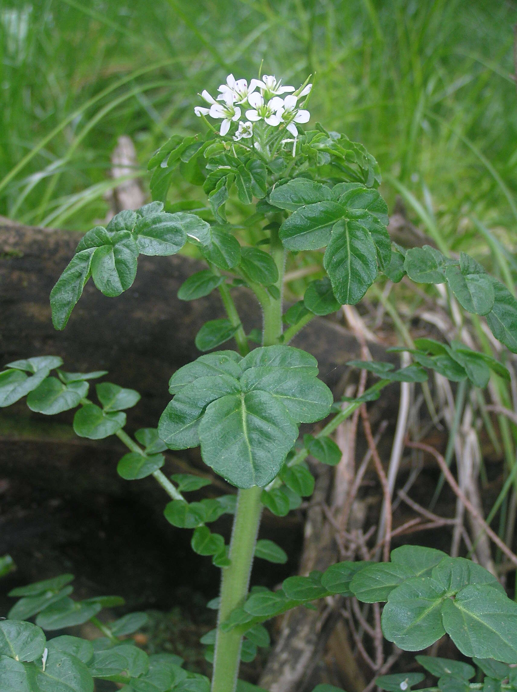 Image of Large Bittercress