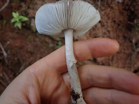 Image de Amanita australis G. Stev. 1962