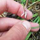 Caladenia variegata Colenso resmi