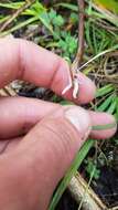 Image de Caladenia variegata Colenso