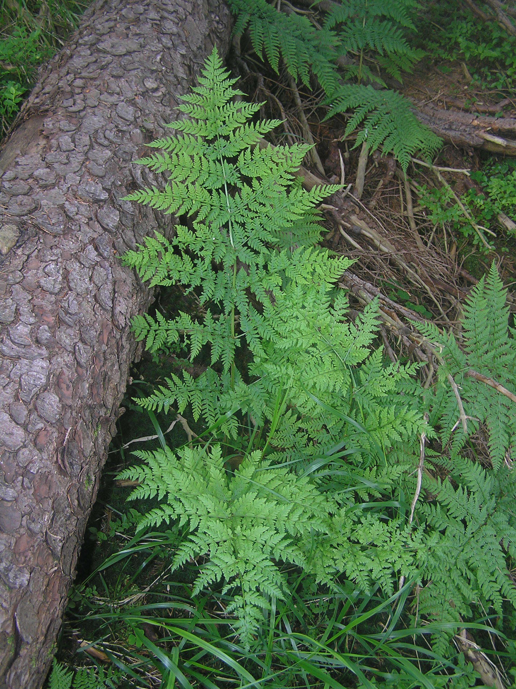 Imagem de Dryopteris expansa (C. Presl) Fraser-Jenk. & Jermy