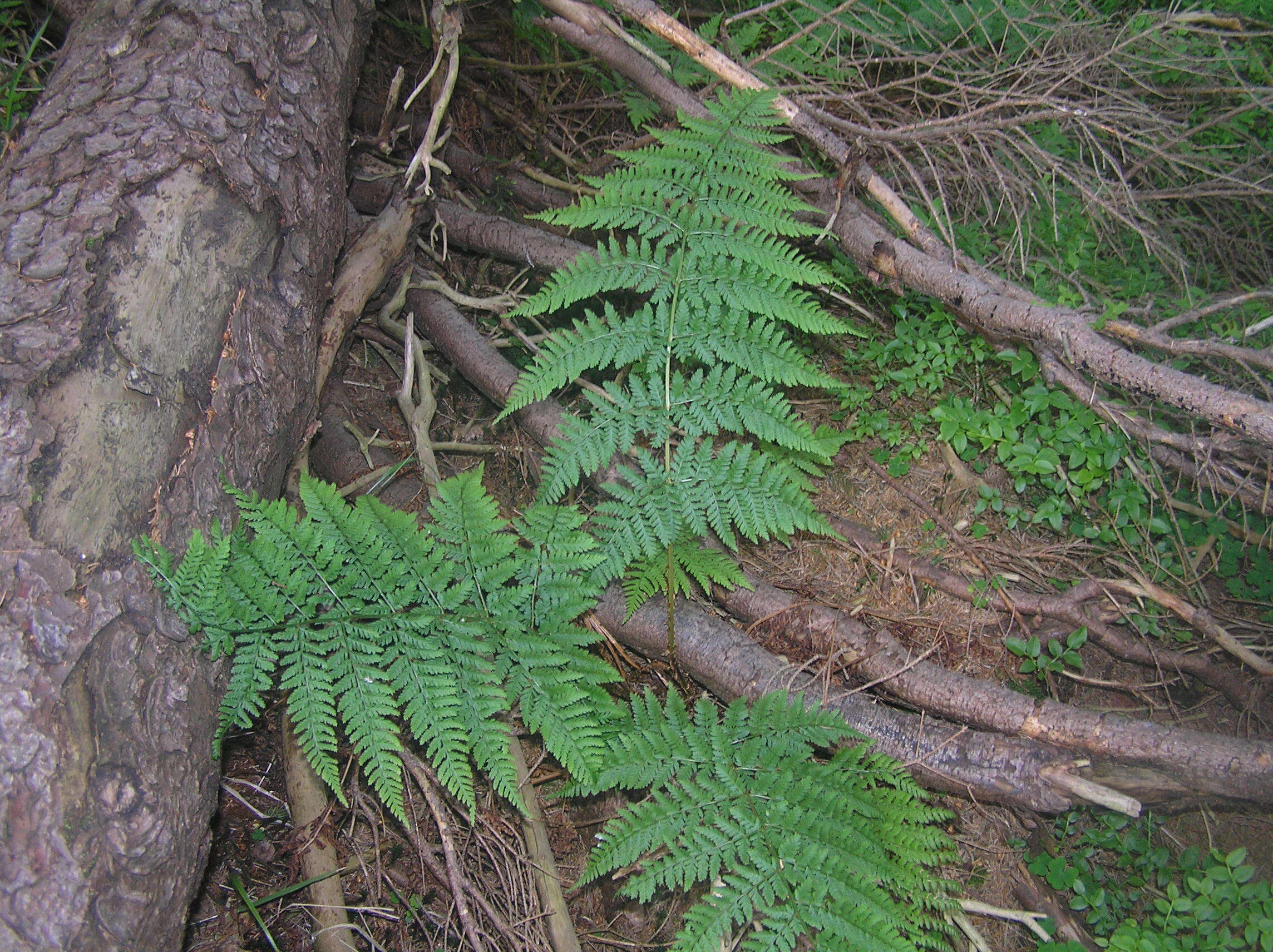 Imagem de Dryopteris expansa (C. Presl) Fraser-Jenk. & Jermy