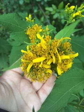 Image of yellow crownbeard