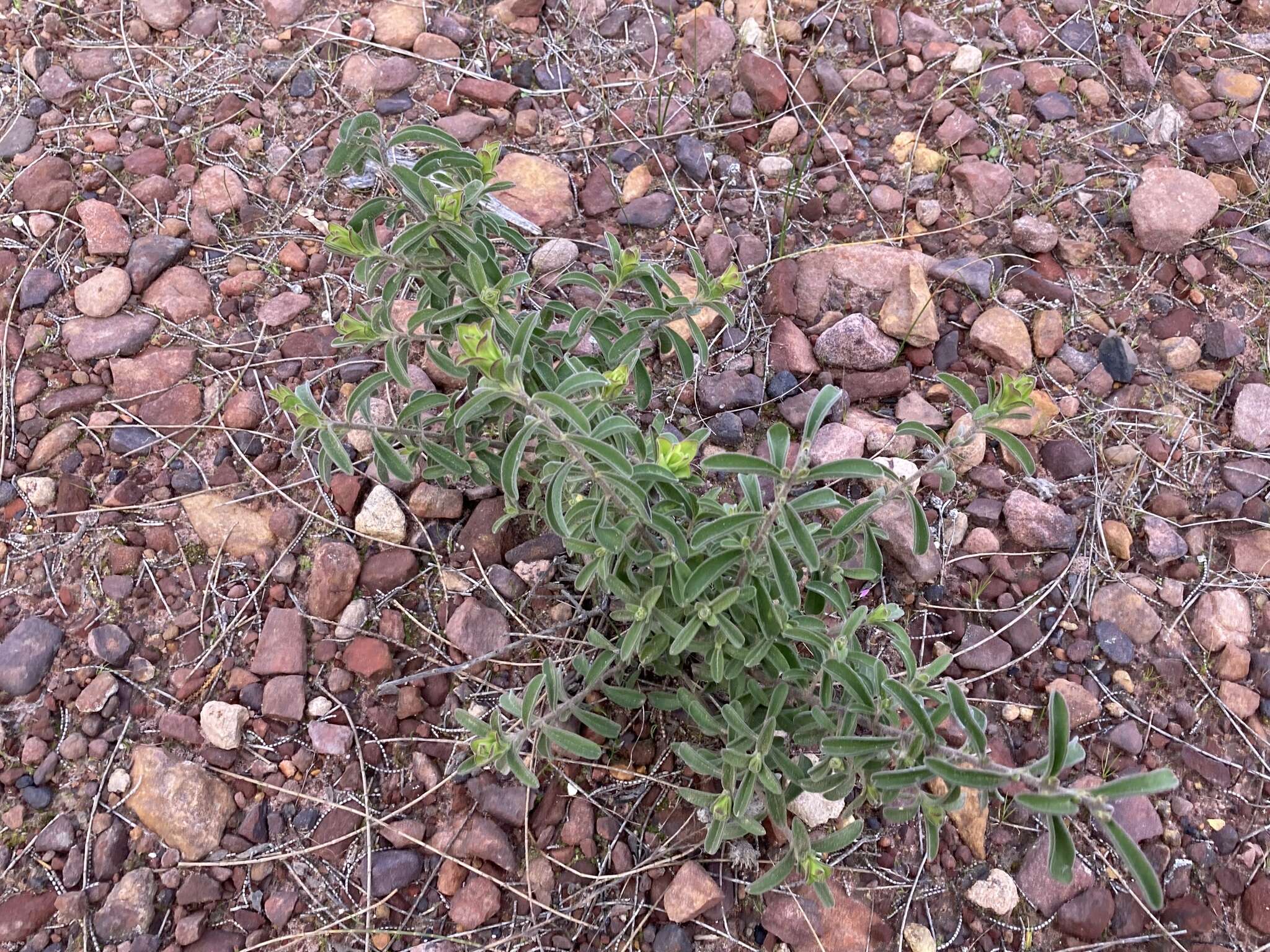 Image of Hemigenia incana (Lindl.) Benth.