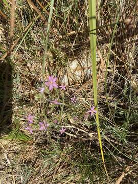 Image de Zeltnera namatophila