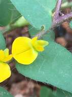 Image of Crotalaria hebecarpa (DC.) Rudd