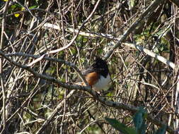 Image of Pipilo erythrophthalmus alleni Coues 1871