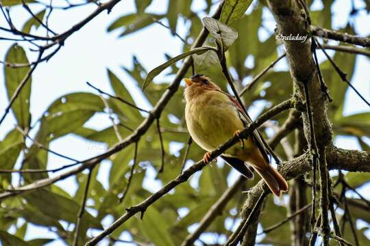 Image of Black-capped Piprites