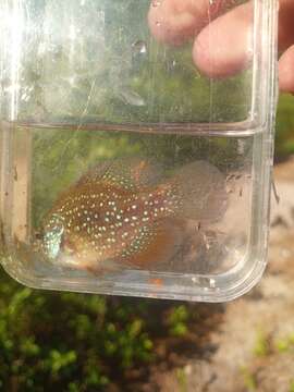 Image of Bluespotted Sunfish