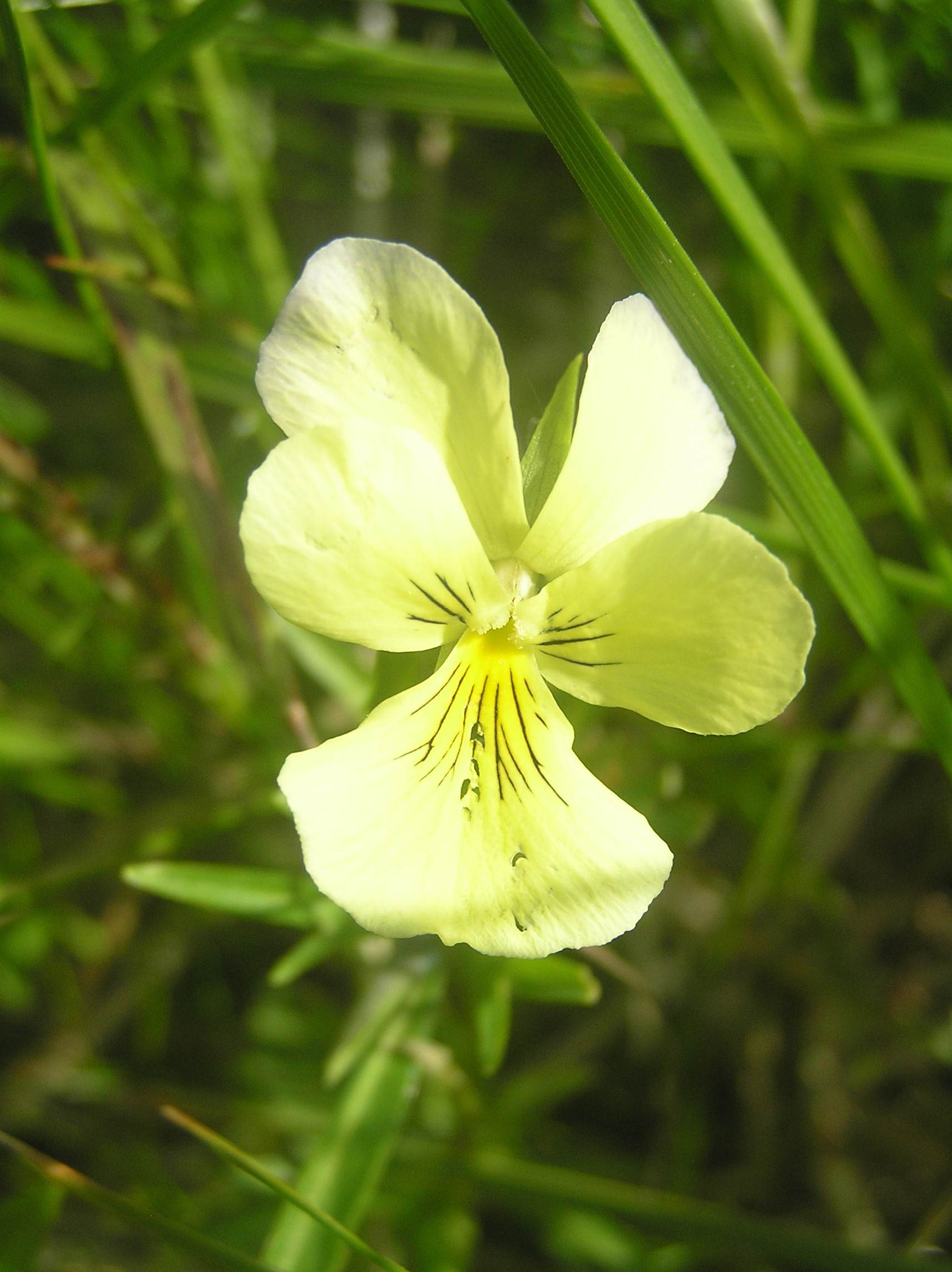 Viola lutea (rights holder: Petr Filippov)