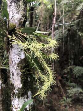 Imagem de Anathallis sclerophylla (Lindl.) Pridgeon & M. W. Chase